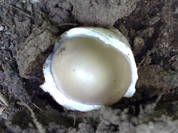 Funghetto in crescita